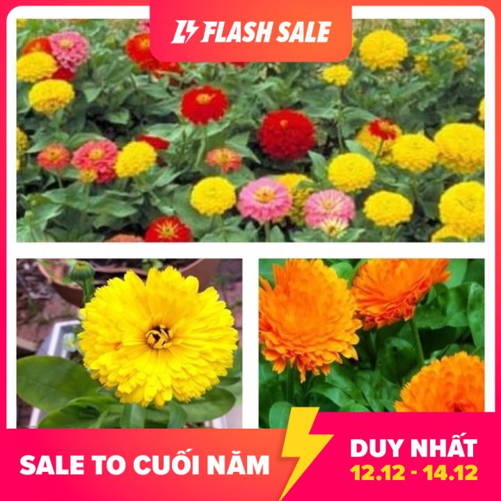 MJ28B Hạt giống hoa cúc susi cao nhiều màu 20 HẠT