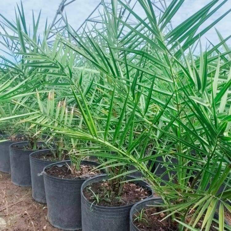 XTRA Cây Chà Là Trung Đông
