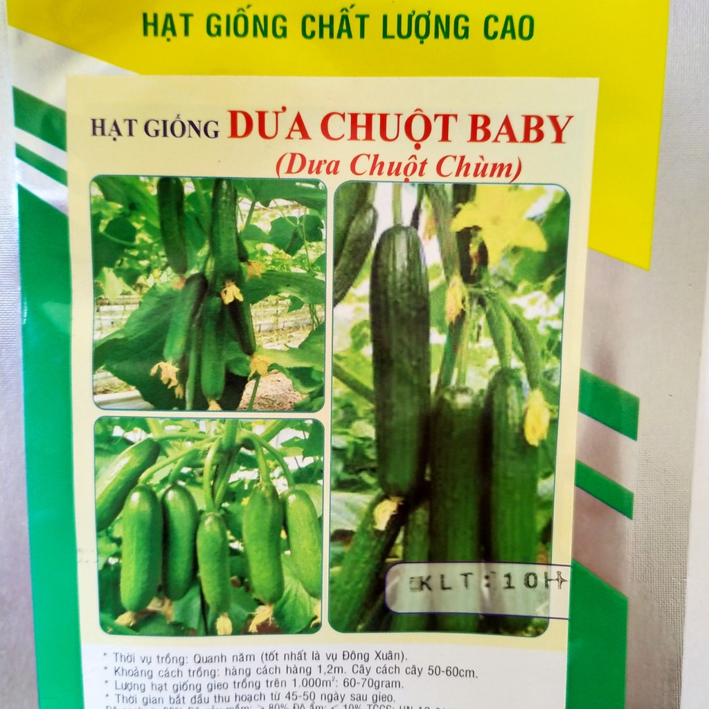 Hạt giống dưa chuột baby