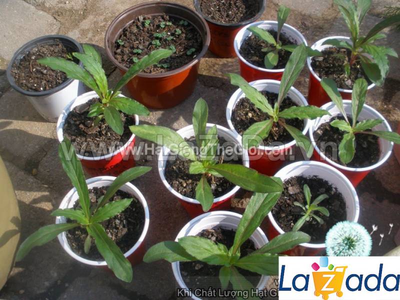2GR 800.HAT Hạt Giống Hoa Cúc Bách Nhật Tím (KD| -KD: B26*V72)