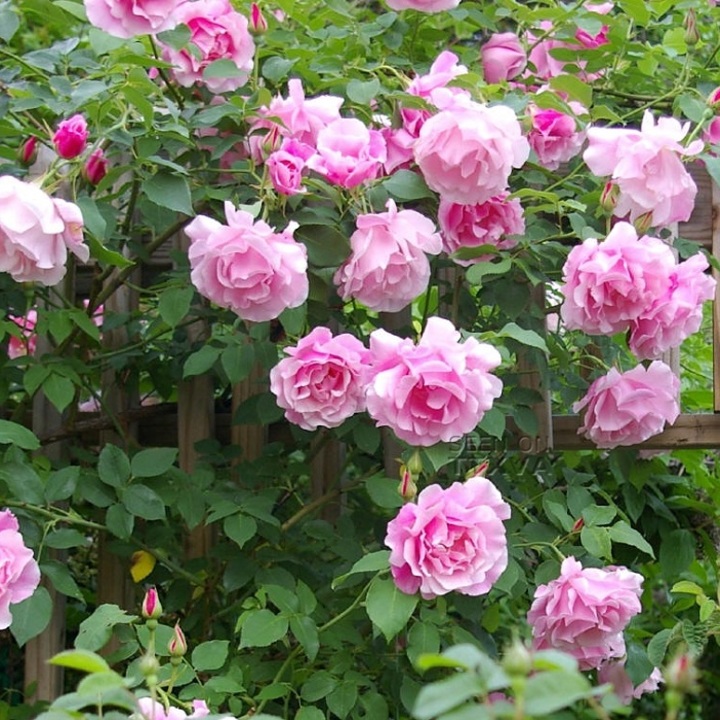 BẦU cây giống hoa hồng ngoại gốc đại tặng 3 cây chè xanh - MixASale