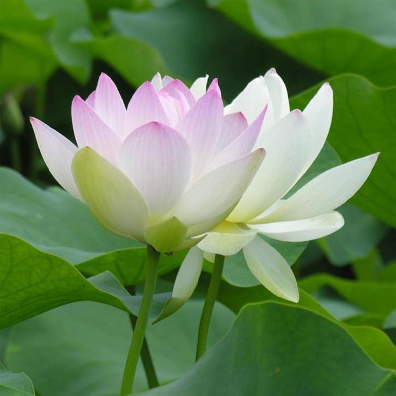Hạt giống hoa Sen nhật mini Mix Golden Seeds 5 Hạt