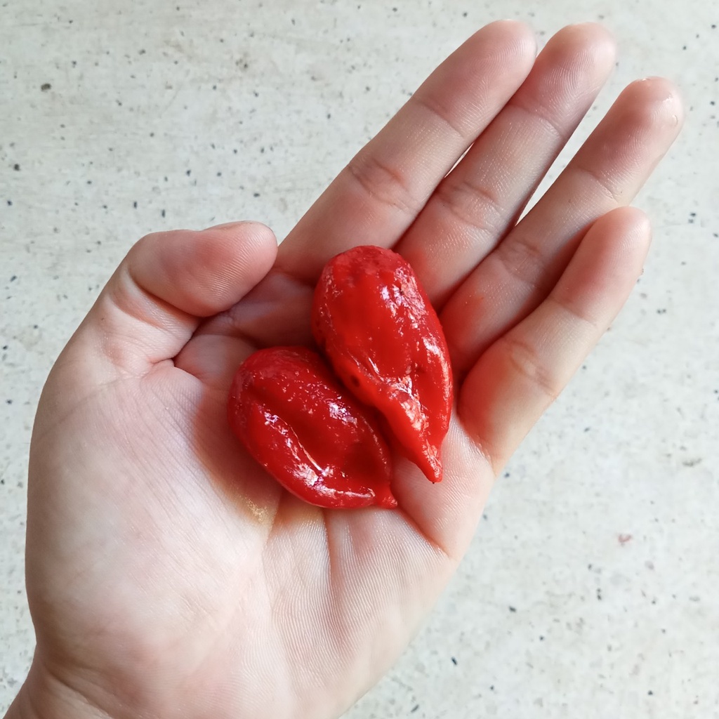 Combo 4 Gói Hạt Ớt Cay ( Kiểng Trái Tròn- Bhut Jolokia- Bonda- Charapita)