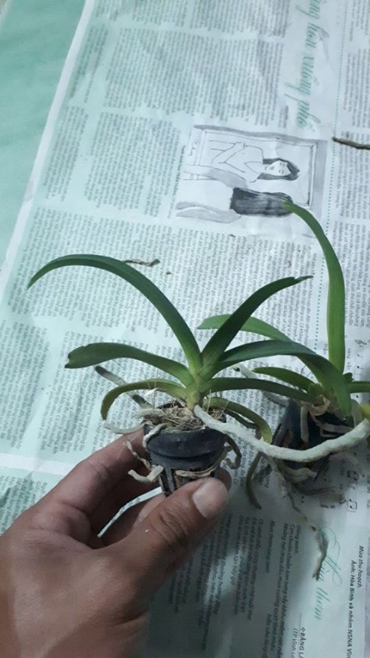 6 cây lan ngọc điểm giống
