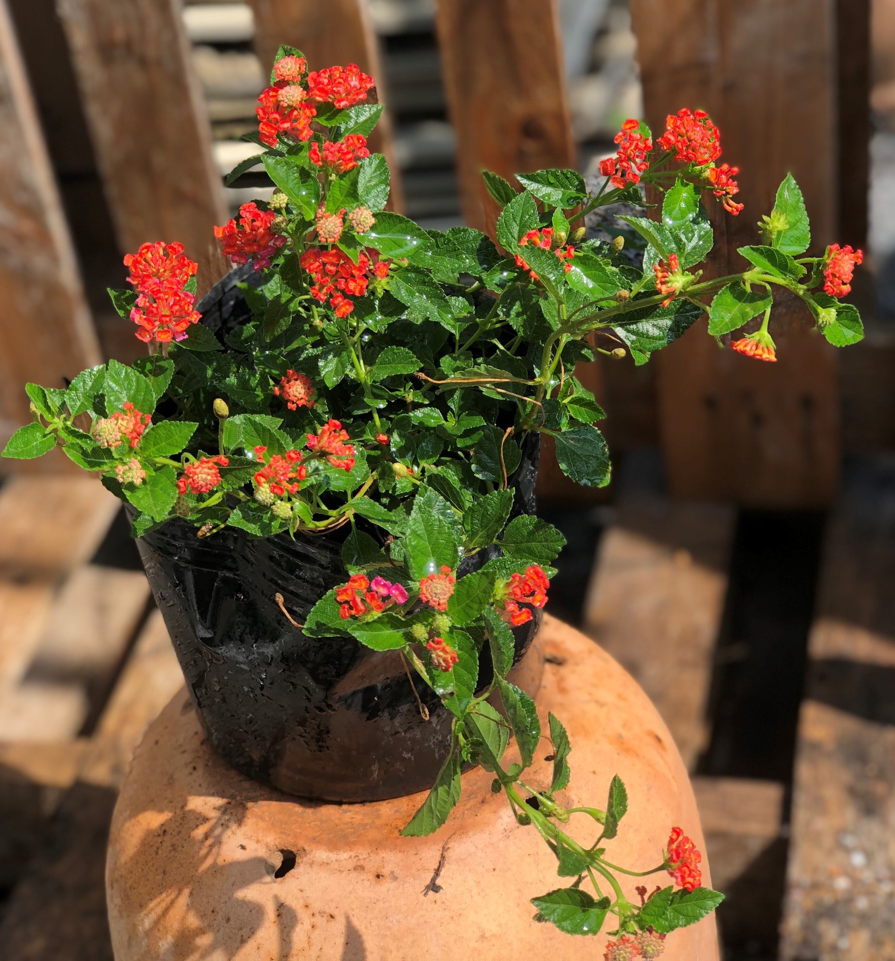 Chậu hoa Ngũ Sắc màu đỏ cờ