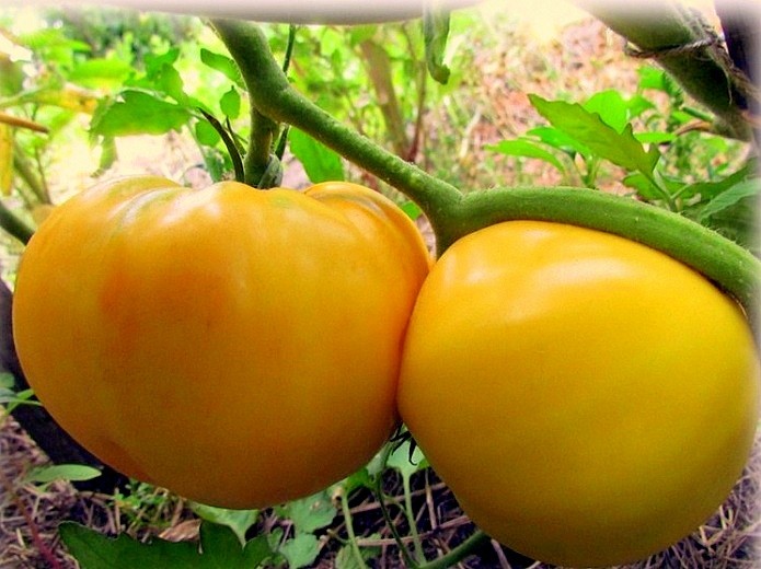 Hạt giống cà chua trái tim vàng - gói 30 hạt