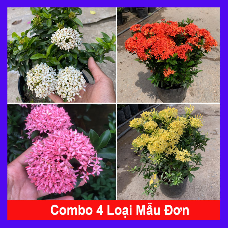 Combo 4 cây mẫu đơn ( mẫu đơn trắng + mẫu đơn đỏ + mẫu đơn hồng phấn + mẫu đơn vàng )