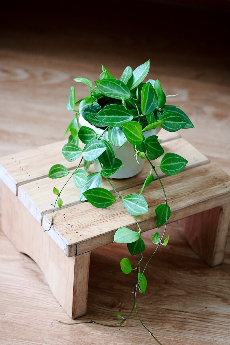 Cây Dischidia ovata - Lá Dưa Hấu (chậu treo hoặc chậu đất nung)