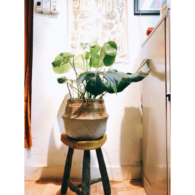 Sọt cói trồng cây , giỏ cói đựng đồ và trang trí