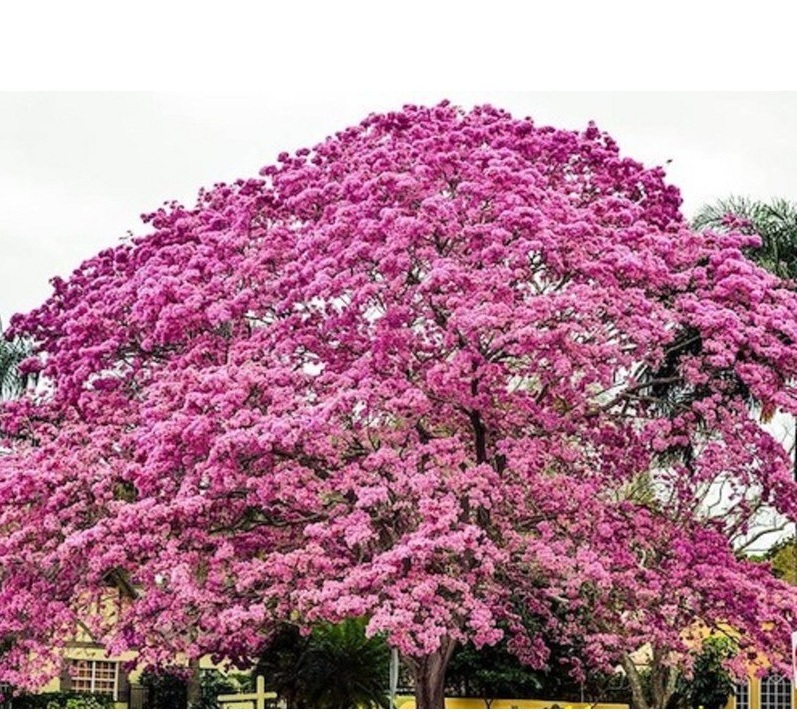 "Gói 5 Hạt " Hạt Giống Cây Hoa Phong Linh Tím