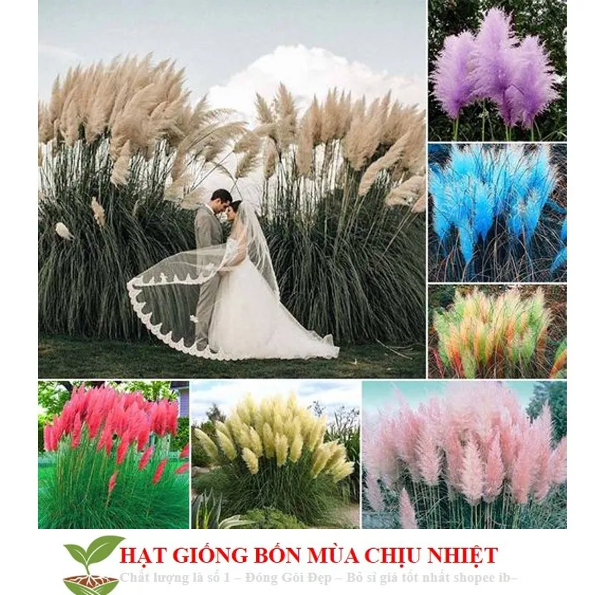 HG10B GÓI 10 Hạt Giống Cỏ Bông Lau Mỹ - Mix Hồng Trắng (Cortaderia selloana)