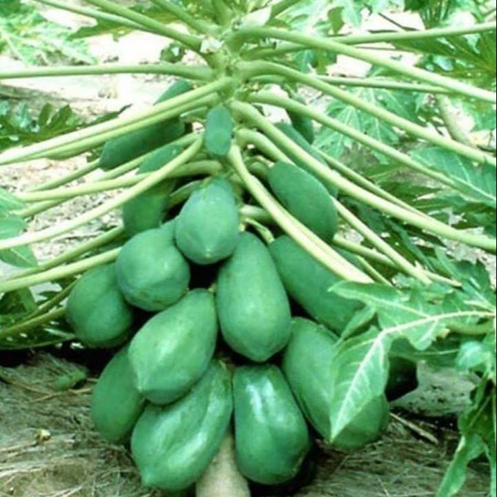 Hạt giống đu đủ lùn dể trồng-gói 10 hạt