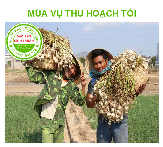 Tỏi Phan Rang 1kg (Đặc Sản Ninh Thuận)