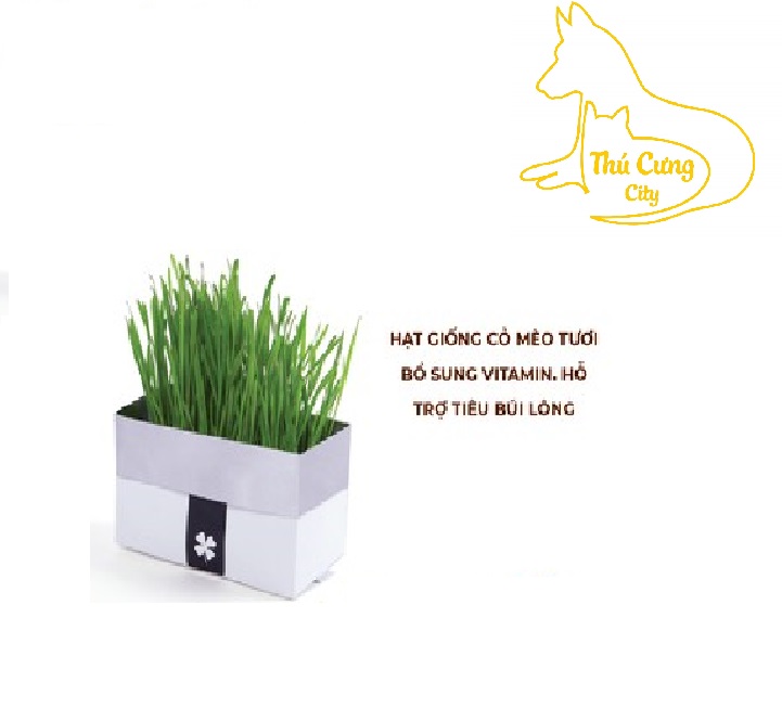 Cỏ lúa mạch hỗ trợ tiêu búi lông cho mèo
