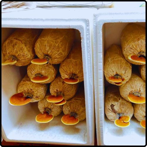 Phôi giống nấm Linh chi - (01 kiện 01 bịch nấm)