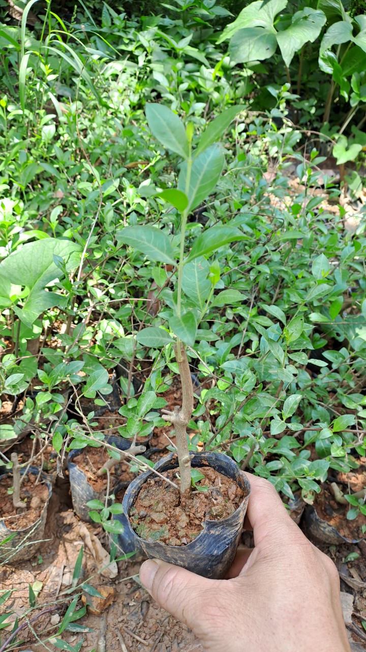 Cây lá móng, cây henna, cây thuốc mọi, cây cảnh