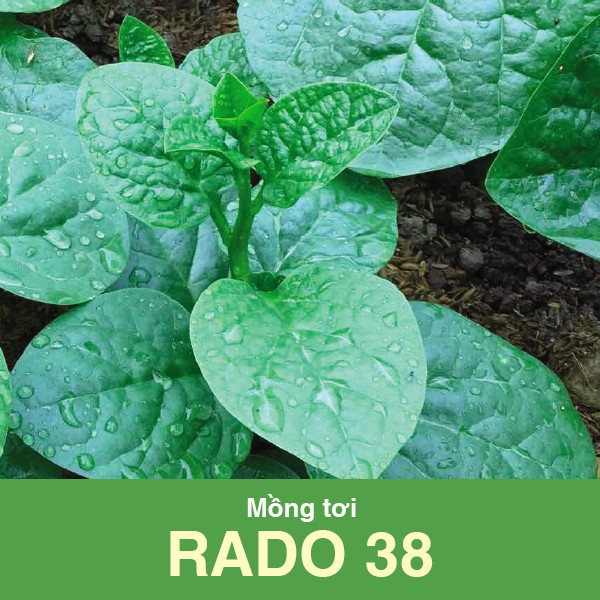 Hạt giống rau RĐ-Mồng Tơi 38-16k