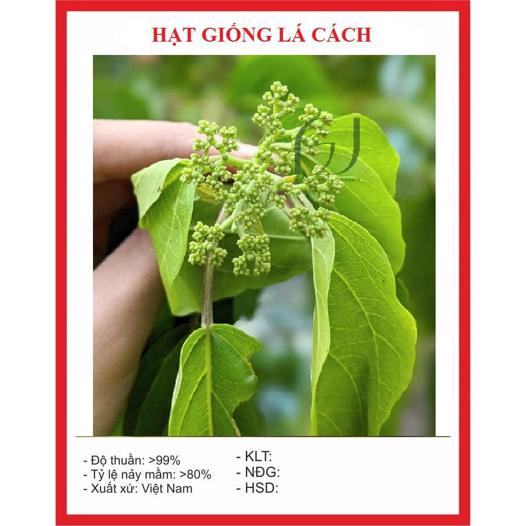 Hạt giống cây lá cách là cách biển, vọng cách - Gói 20 hạt