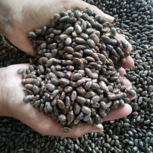 Xả hàng - 500g hạt thầu dầu khô chuẩn chất