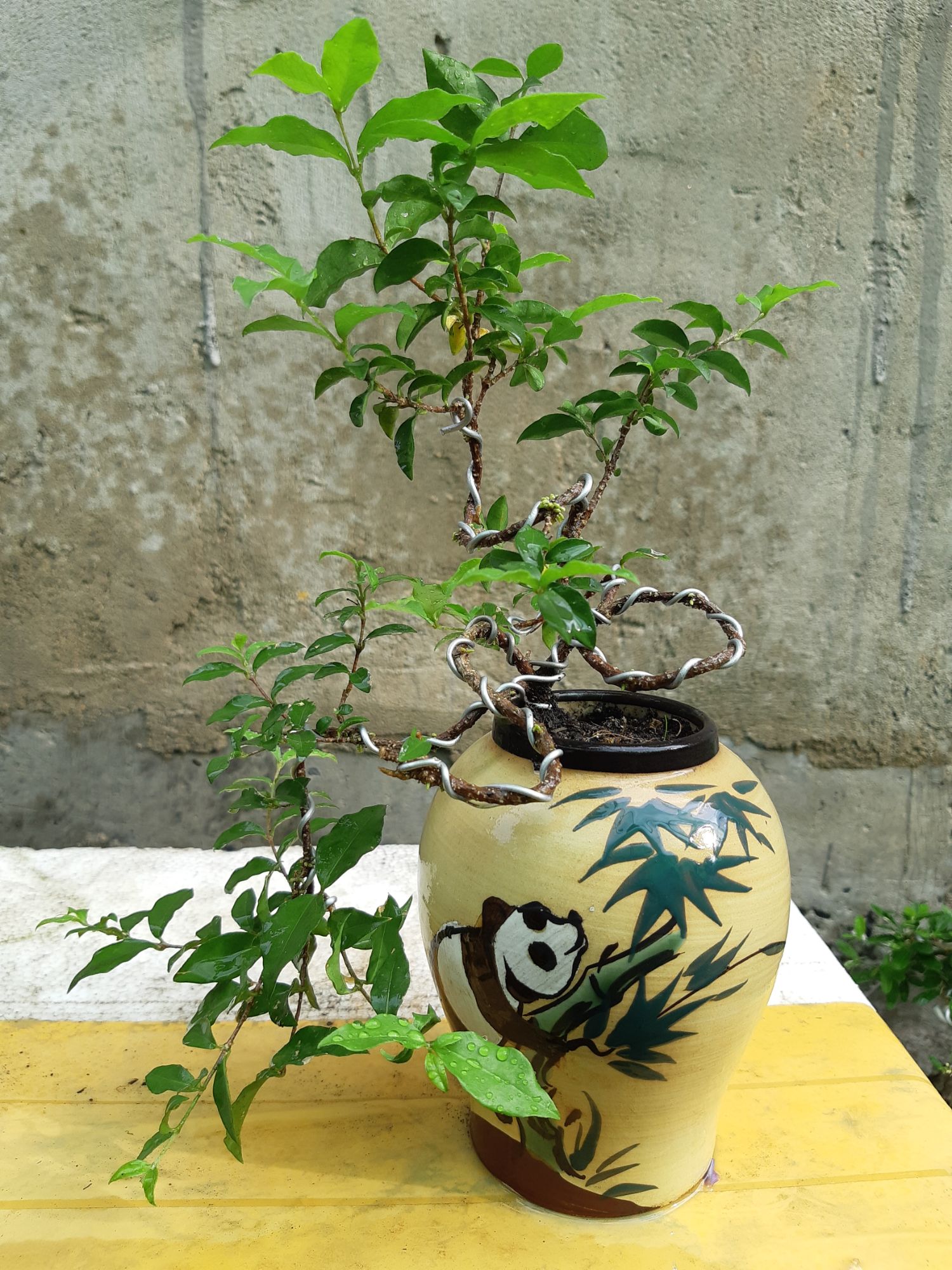 mai hồng ngọc bonsai CHẬU KIỂU