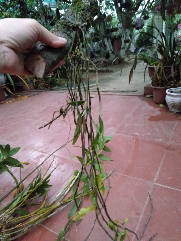 hoa phong lan hoàng thảo hương vani