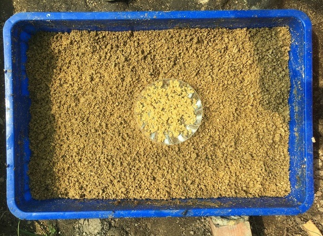 trứng ruồi lính đen(sâu canxi)-10g