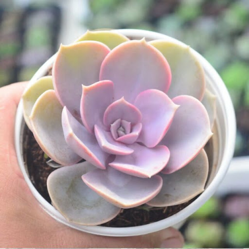Sen đá hồng dâu size bầu 3-5cm xuất vườn đà Lạt