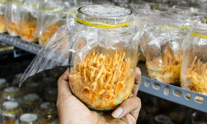 100gr Nấm Đông Trùng Hạ Thảo