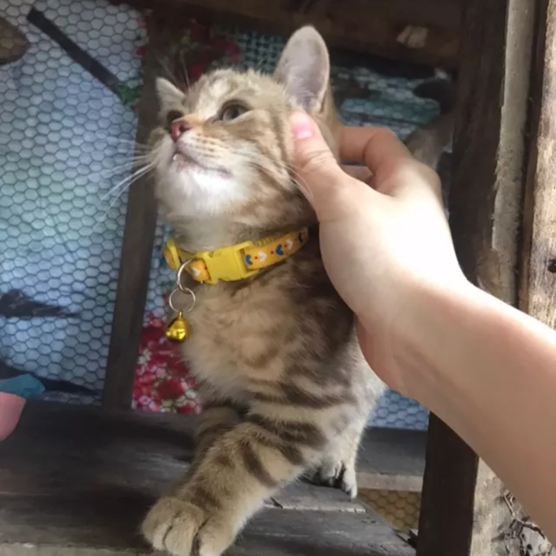 Vòng Cổ Có Chuông Dễ Thương Dành Cho Thú Cưng,vòng cổ thú cưng có chuông-HAUSE