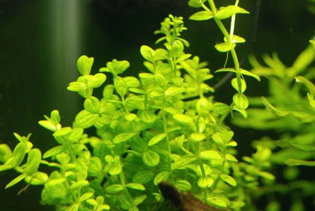 CÂY DƯA HẤU THỦY SINH (15 ngọn)