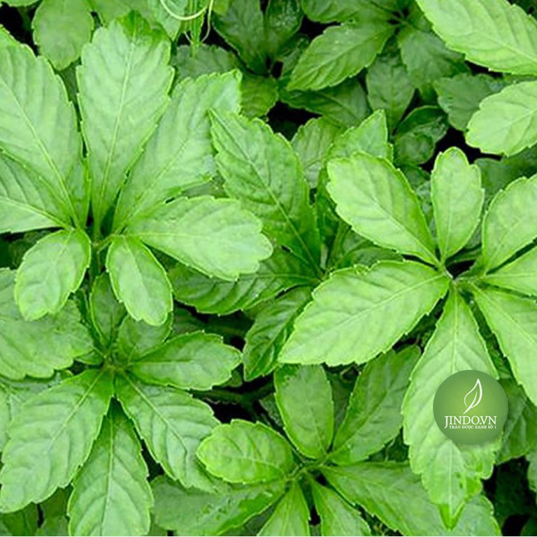 1KG Giảo Cổ Lam Sa Pa -  EG037