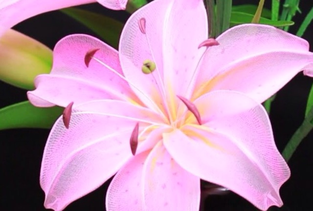 Nhuỵ Hoa Lily Tròn Và Dẹp (100 Nhuỵ)