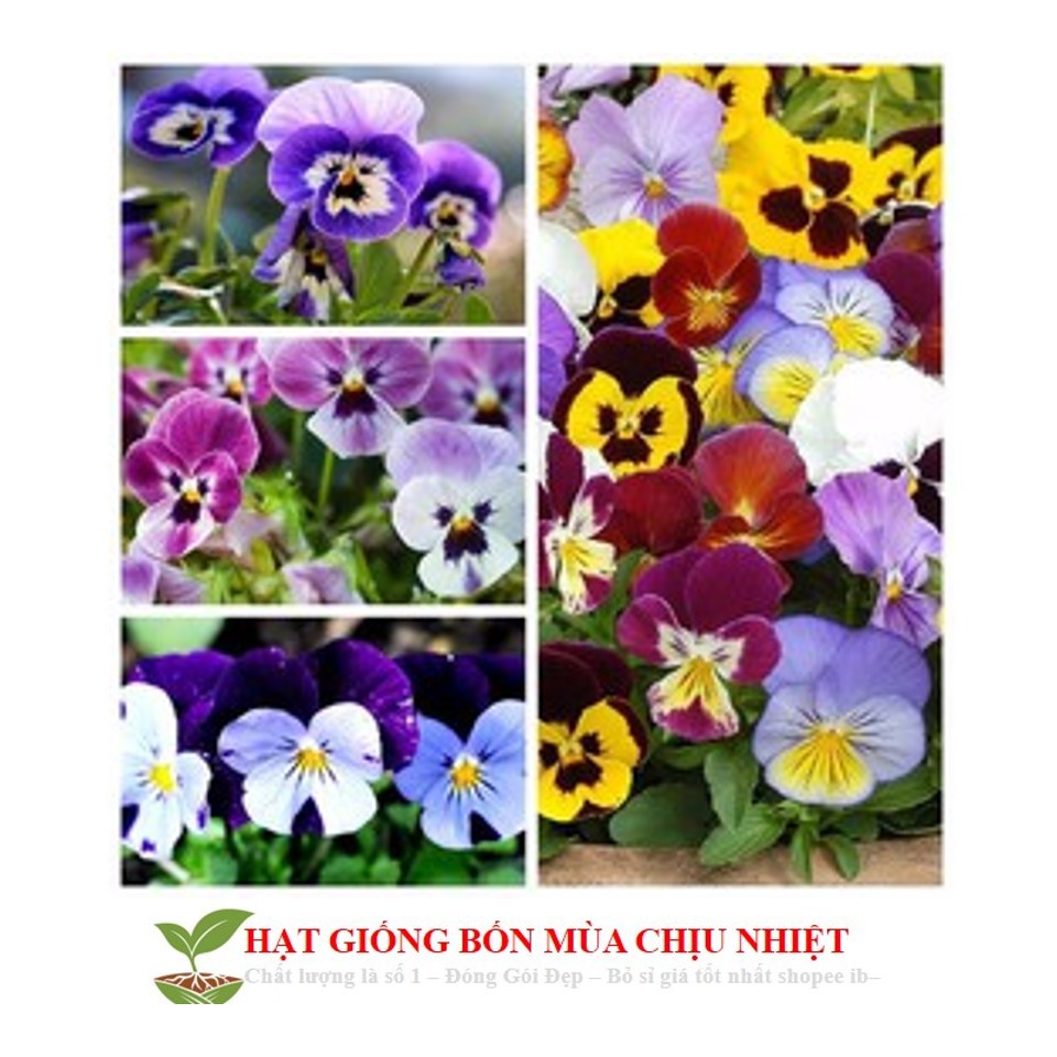 44A Hạt Giống Hoa Pansy /Hoa Cánh Bướm Mix Nhiều Màu (50 Hạt)