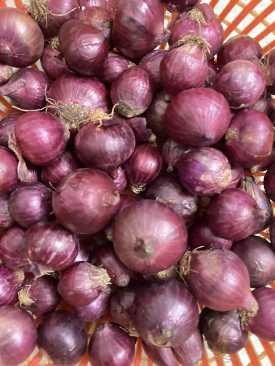 HÀNH ẤN ĐỘ LOẠI 1 , LỰA CHỌN KỸ, HÀNH KHÔ ĐẸP (hành tím khô, hành tím ấn độ, hành tím, tỏi tím, tỏi cô đơn, tỏi bắc, tỏi đen)