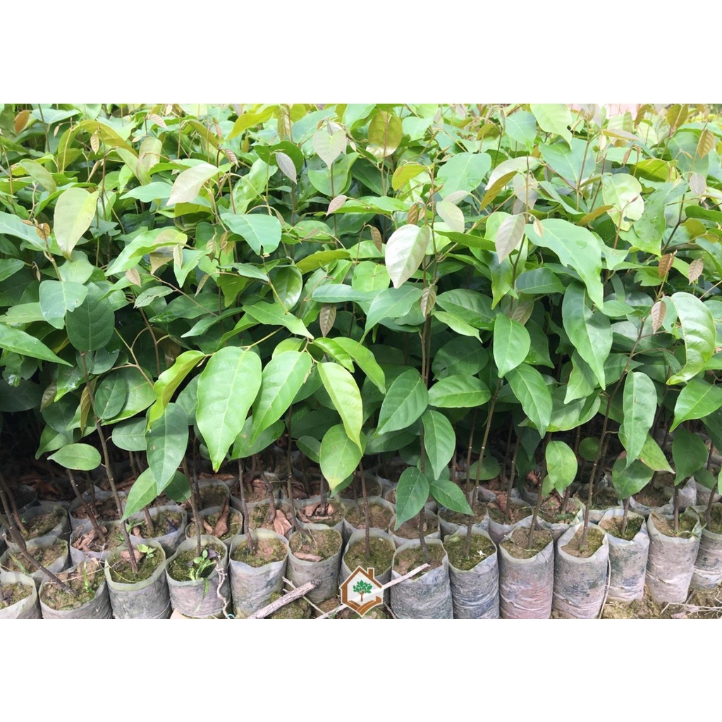 Cây gỗ sao đen giống (cây đẹp có bảo hành)