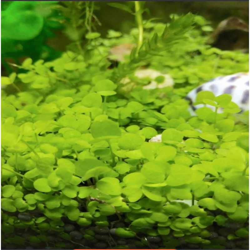 Hạt giống cỏ thuỷ sinh