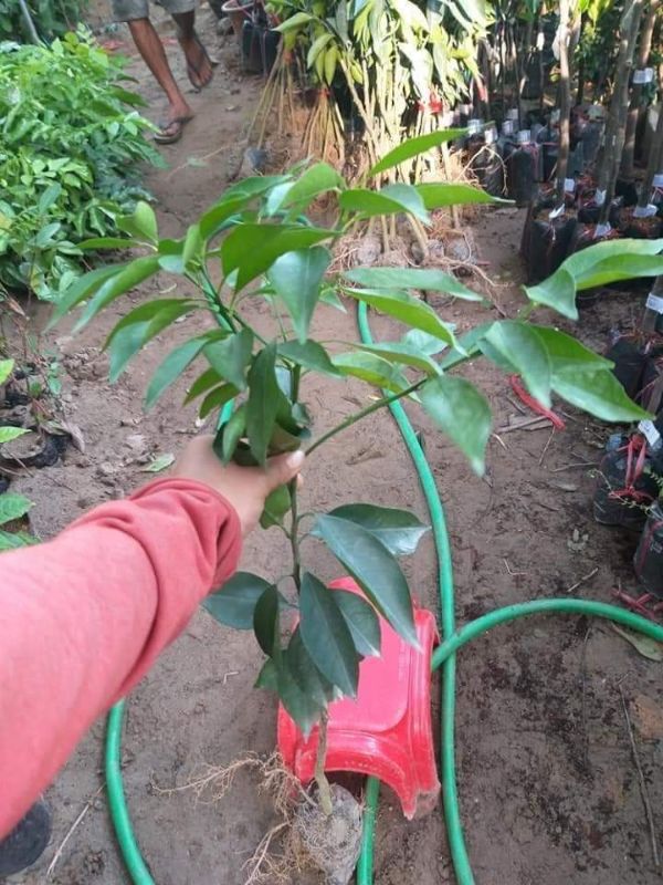 CÂY GIỐNG CAM ĐƯỜNG CANH