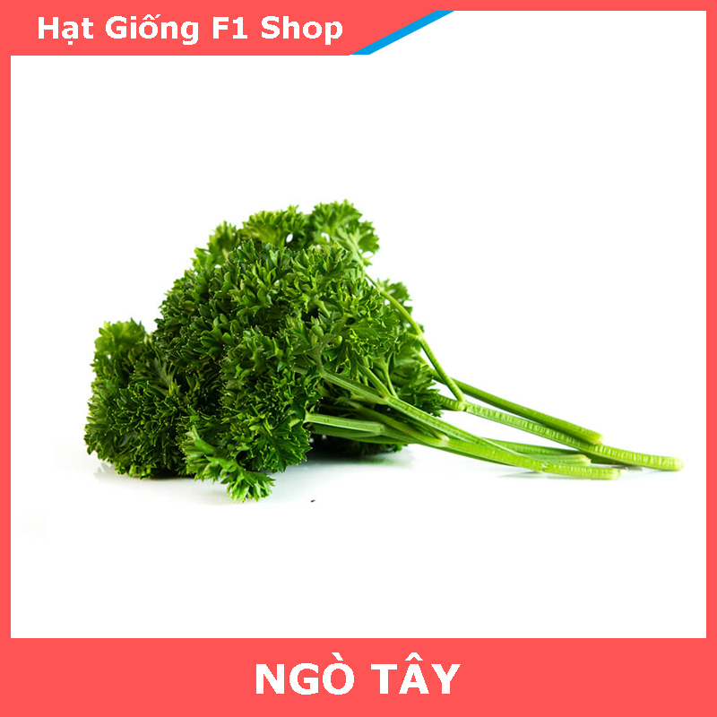 Hạt Giống Rau Ngò Tây Xoăn (Mùi Tây)
