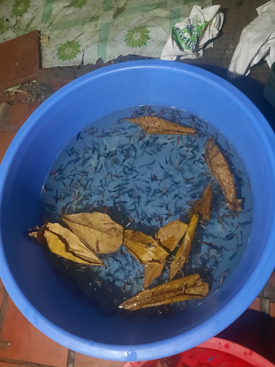 Cá cảnh sỉ lẻ