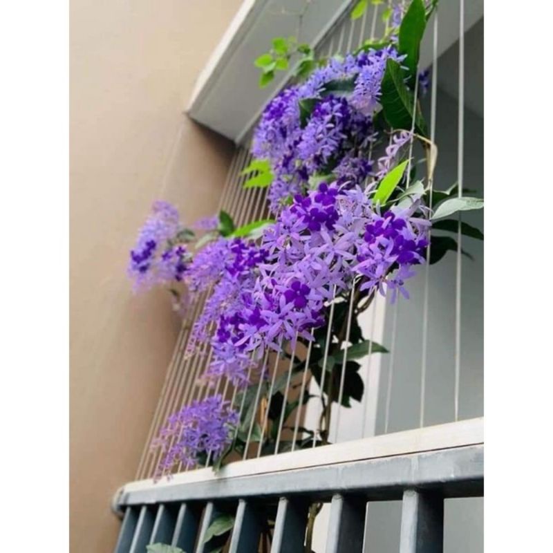 CÂY GIỐNG HOA MAI THÁI XANH (tặng kèm phân bón)