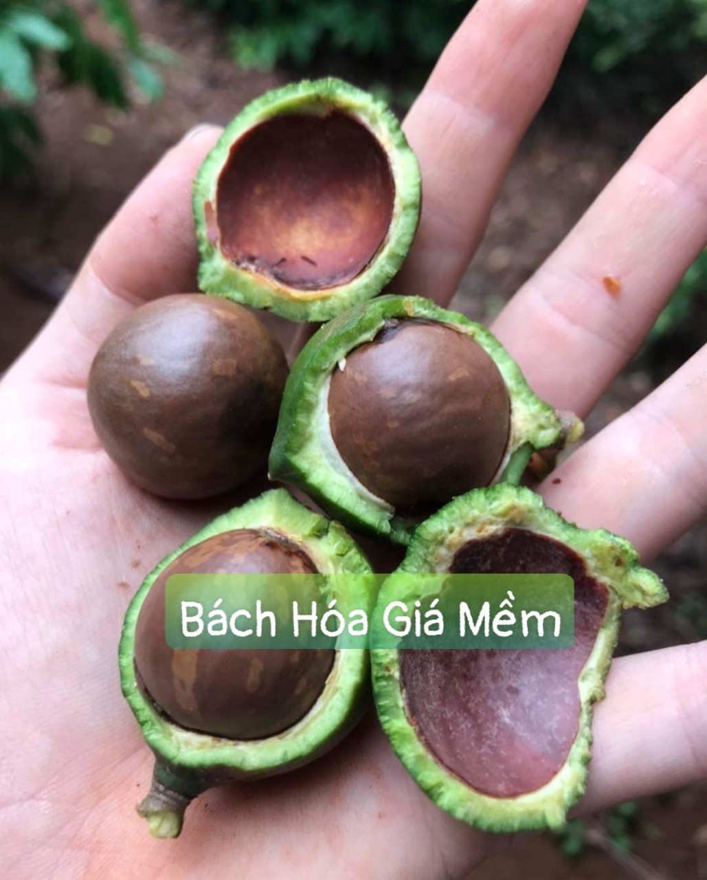 Hạt Macca Loại 1 Ngon Đặc Biệt