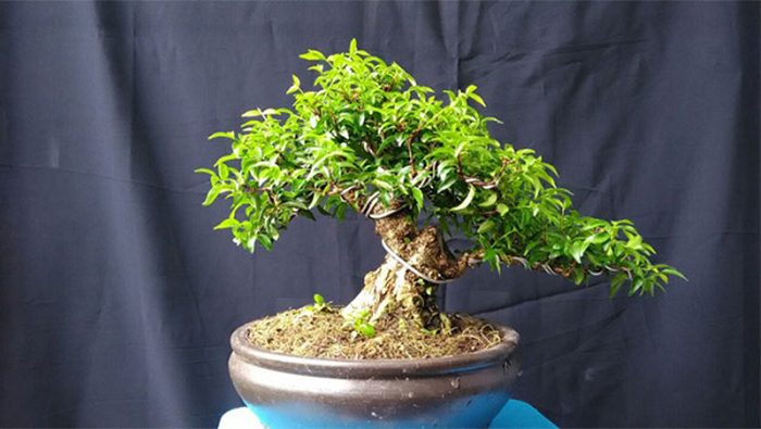 Cây Mai Chiếu Thủy, bonsai giống