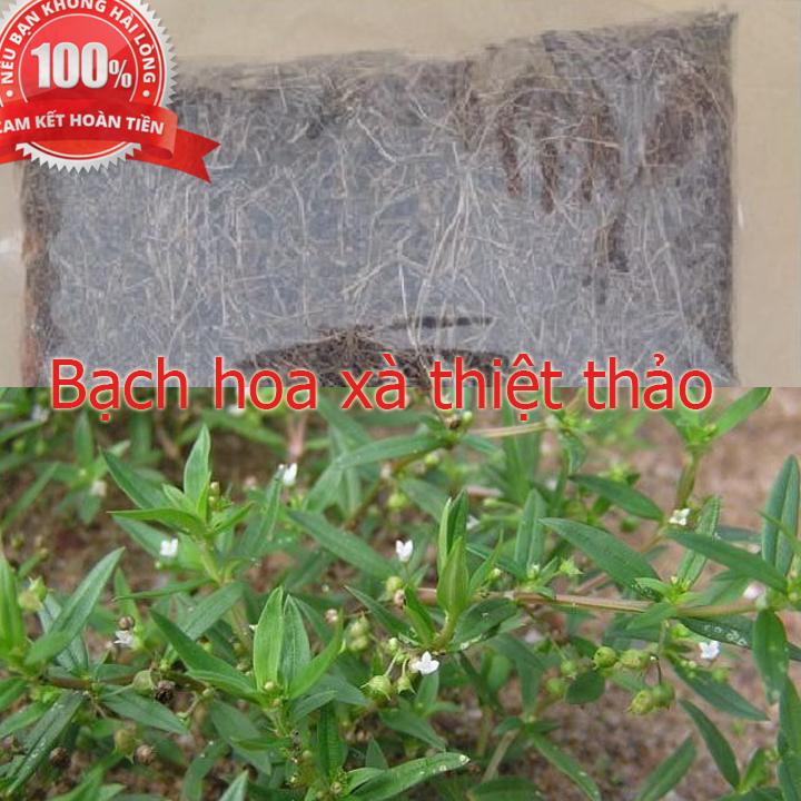 Cây bạch hoa xà thiệt thảo
