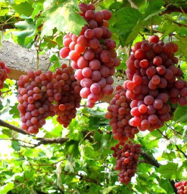 Hạt Giống Nho Pháp Leo Giàn - ( gói 10 hạt Kèm gói kích thích hạt  nảy mầm )