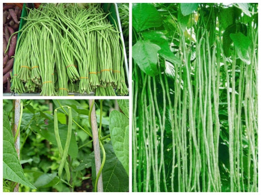 Hạt Giống Đậu Đũa - Xanh