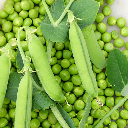 #Hạt_Giống Đậu Hà Lan