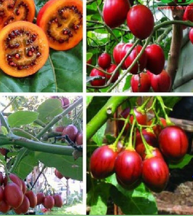 Hạt giống cà chua thân gỗ - gói 10 hạt