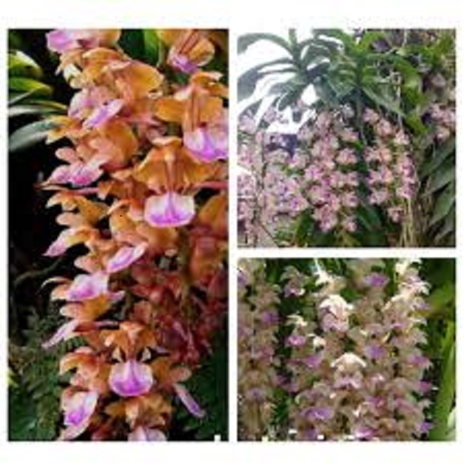 lan giáng hương tam bảo sắc