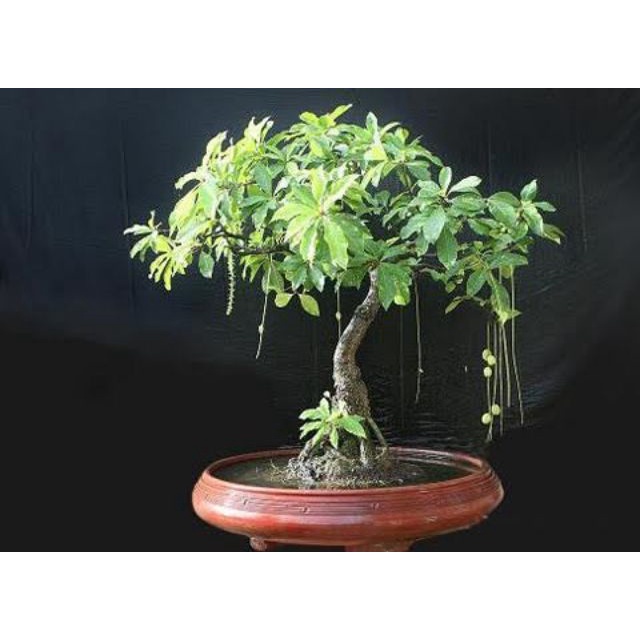 Cây lộc vừng... siêu hoa
