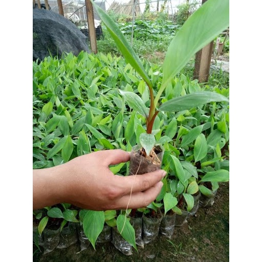 [Mã LIFE251110K giảm 10% đơn 50K] Cây chuối đỏ Dacca nuôi cấy mô.